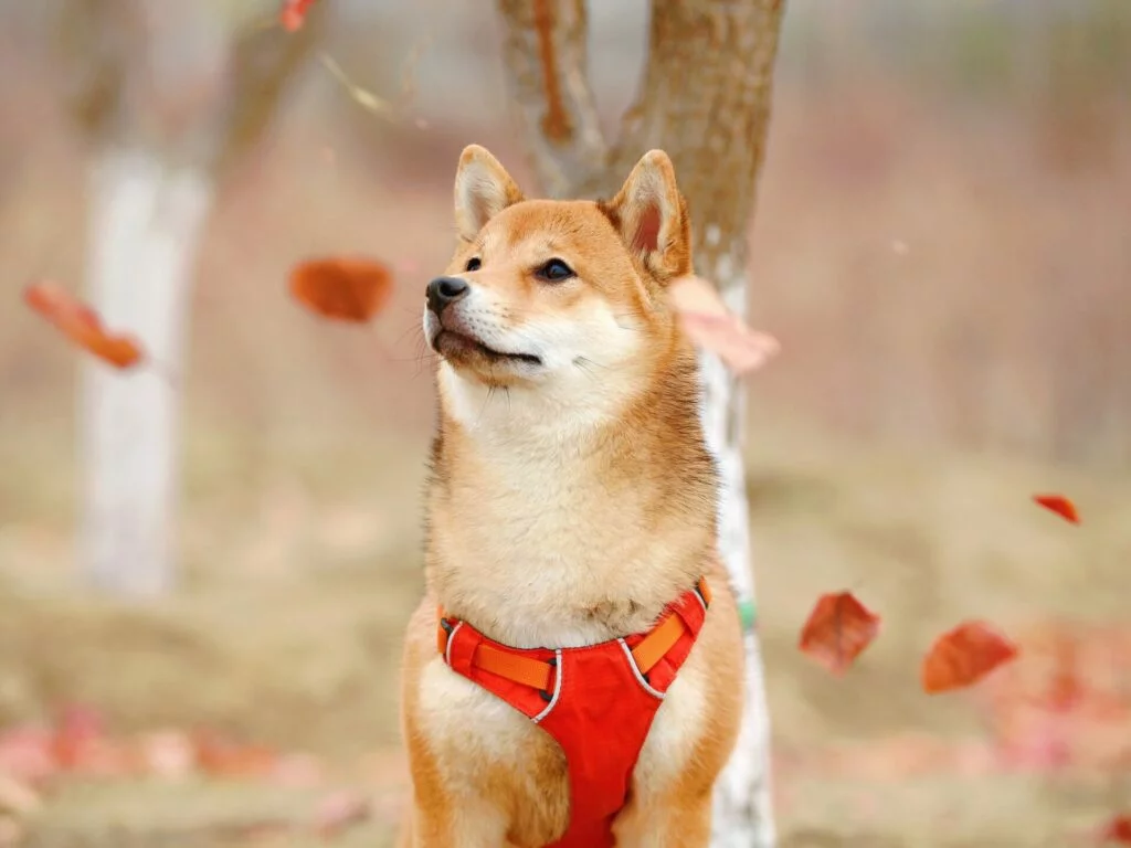 Popularitatea Dogecoin a crescut