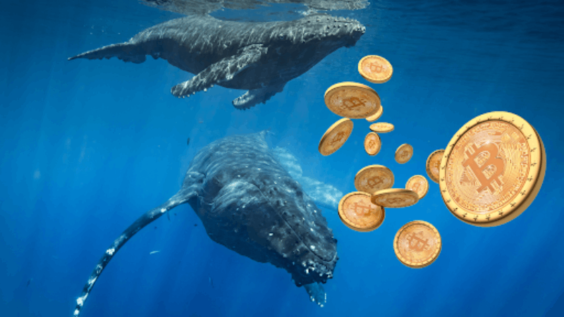 Bitcoin Whales’ $3B Stash Surge dezvăluit în datele din ianuarie