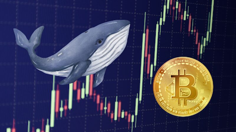 Whale-Led Bitcoin Surge Breaks $44K Barrier, mai multe câștiguri în față?